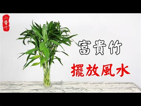 三支富貴竹|開運富貴竹風水指南：如何選擇數量？避免這6個禁忌，提升家庭。